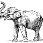 Indian elephant