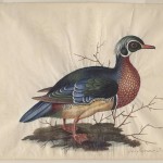 Summer Drake Vintage Illustration