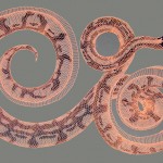 illustration of a python