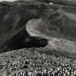 photograph of penguins on a ridge
