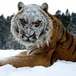photograph of a tiger with a snow-covered face