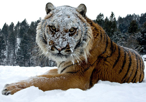 photograph of a tiger with a snow-covered face