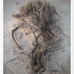 Gnarled old sinuous tree twisted along the sand