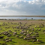 A shepherd tending grazing sheep on the green banks of Vistonida lake in Greece. The lake can be seen in the background under a cloudy sky with glancing Sunlight.