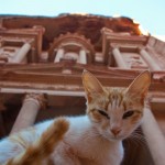 Close-up photo of a cat with the edifice of Petra looming behind it.