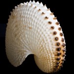Double-keeled eggcase shell of a paper nautilus