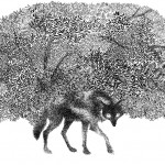 black & white pen illustration of a wolk in front of a thick forest