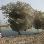 Trees cocooned in spiders webs in the aftermath of a flood