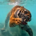 tiger underwater snarling