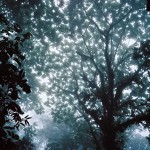 light through trees
