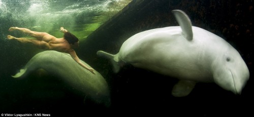 Natalia Avseenko swimming with beluga whales