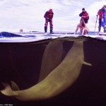 Beluga whales below the ice responding to Natalia Avseenko