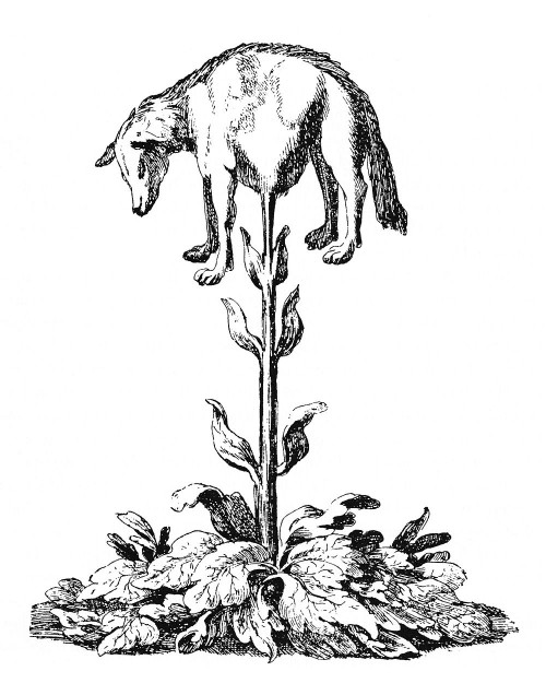 Vegetable_lamb - tree sketch