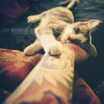A cat in the hand