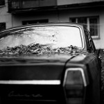 Windscreen leaves by Aleksey Chizhik