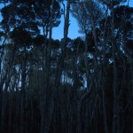 Melaleuca trees in moonlight