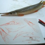 Morphology of a shortnose gar