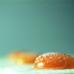 Egg by Miharu Matsunaga