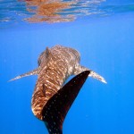 whale shark