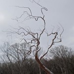 Stainless steel tree sculpture
