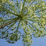 Patterned Angelica flowerhead
