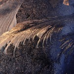 Frost patterns 3.jpg