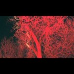 Niki & The Dove – Tomorrow