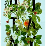 DelVal Botany Mailer : Daniel Blackman