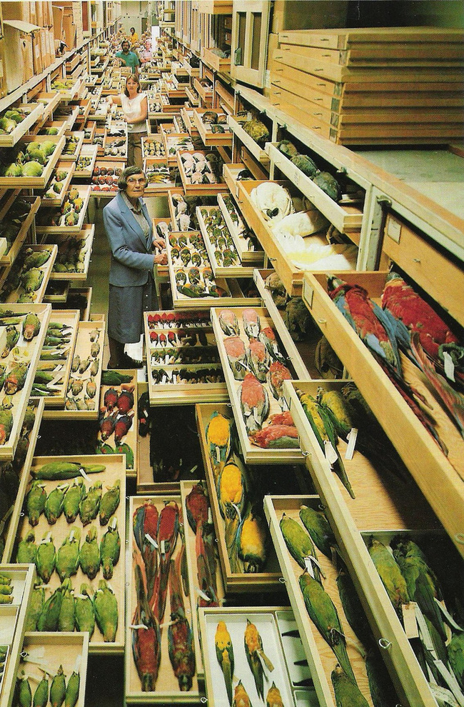 photograph of the bird specimen archive of the Smithsonian