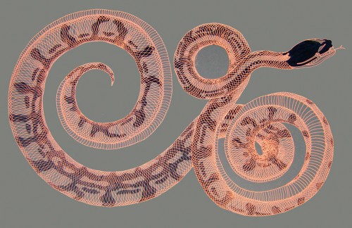 illustration of a python