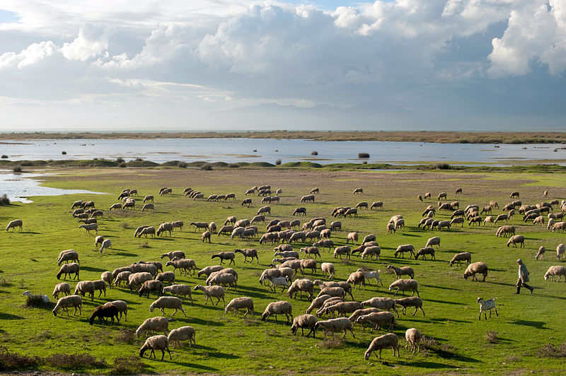 A shepherd tending grazing sheep on the green banks of Vistonida lake in Greece. The lake can be seen in the background under a cloudy sky with glancing Sunlight.
