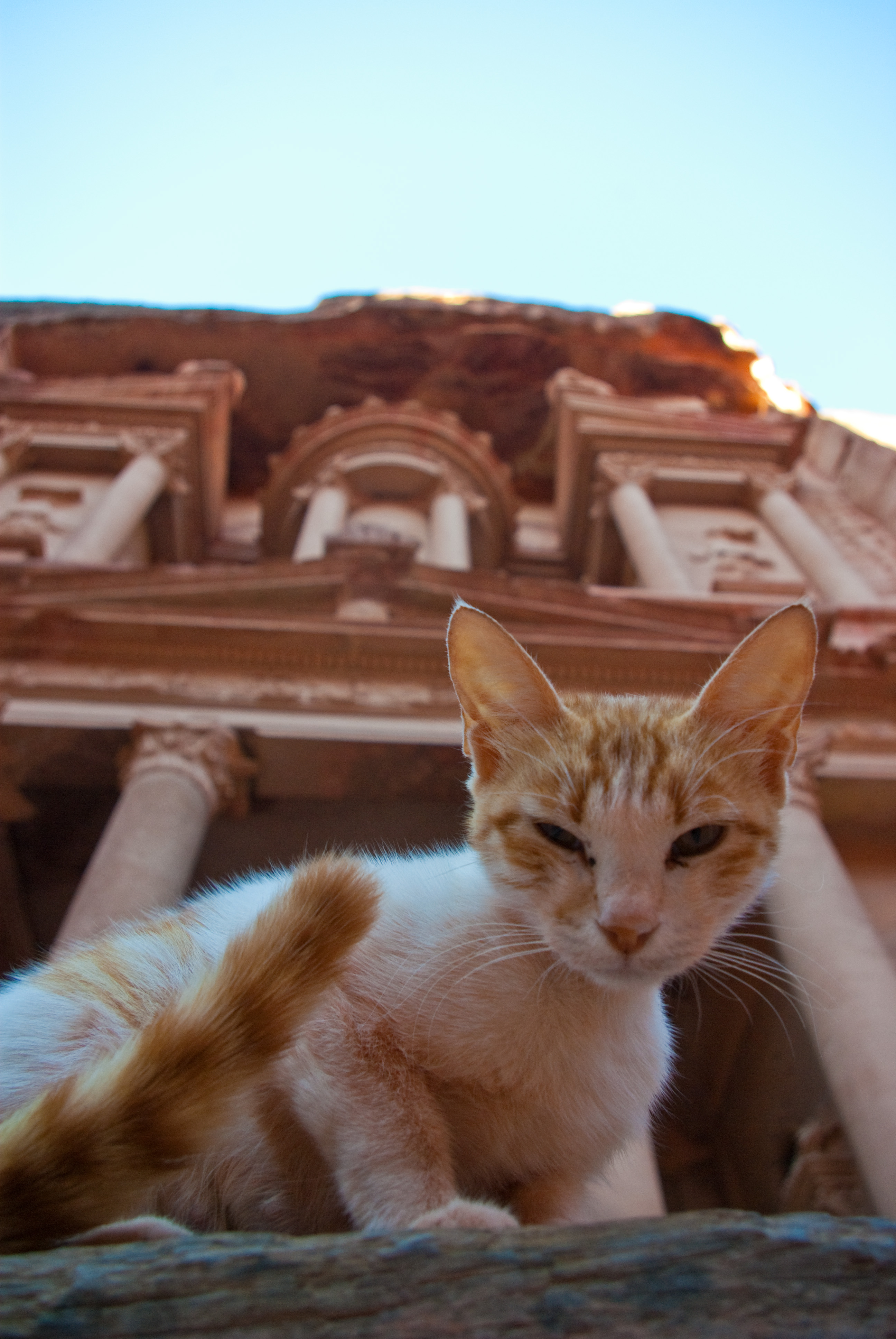 Close-up photo of a cat with the edifice of Petra looming behind it.