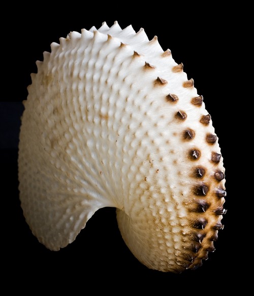 Double-keeled eggcase shell of a paper nautilus