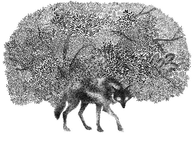 black & white pen illustration of a wolk in front of a thick forest