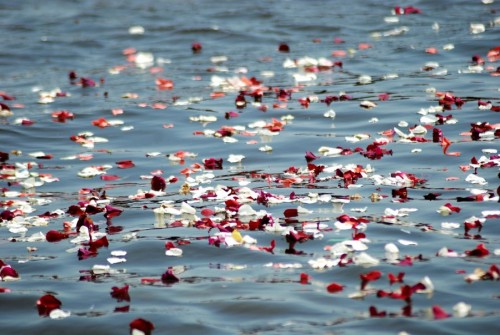 Petals floating in water