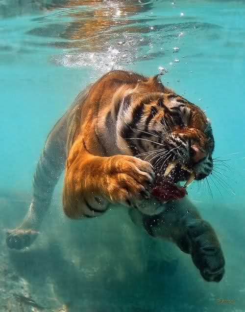 tiger underwater snarling