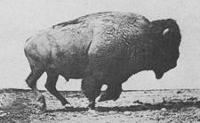 Cantering buffalo by Muybridge
