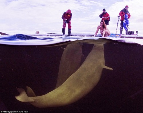 Beluga whales below the ice responding to Natalia Avseenko