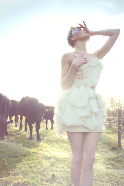 Katy Cee and a herd of cows