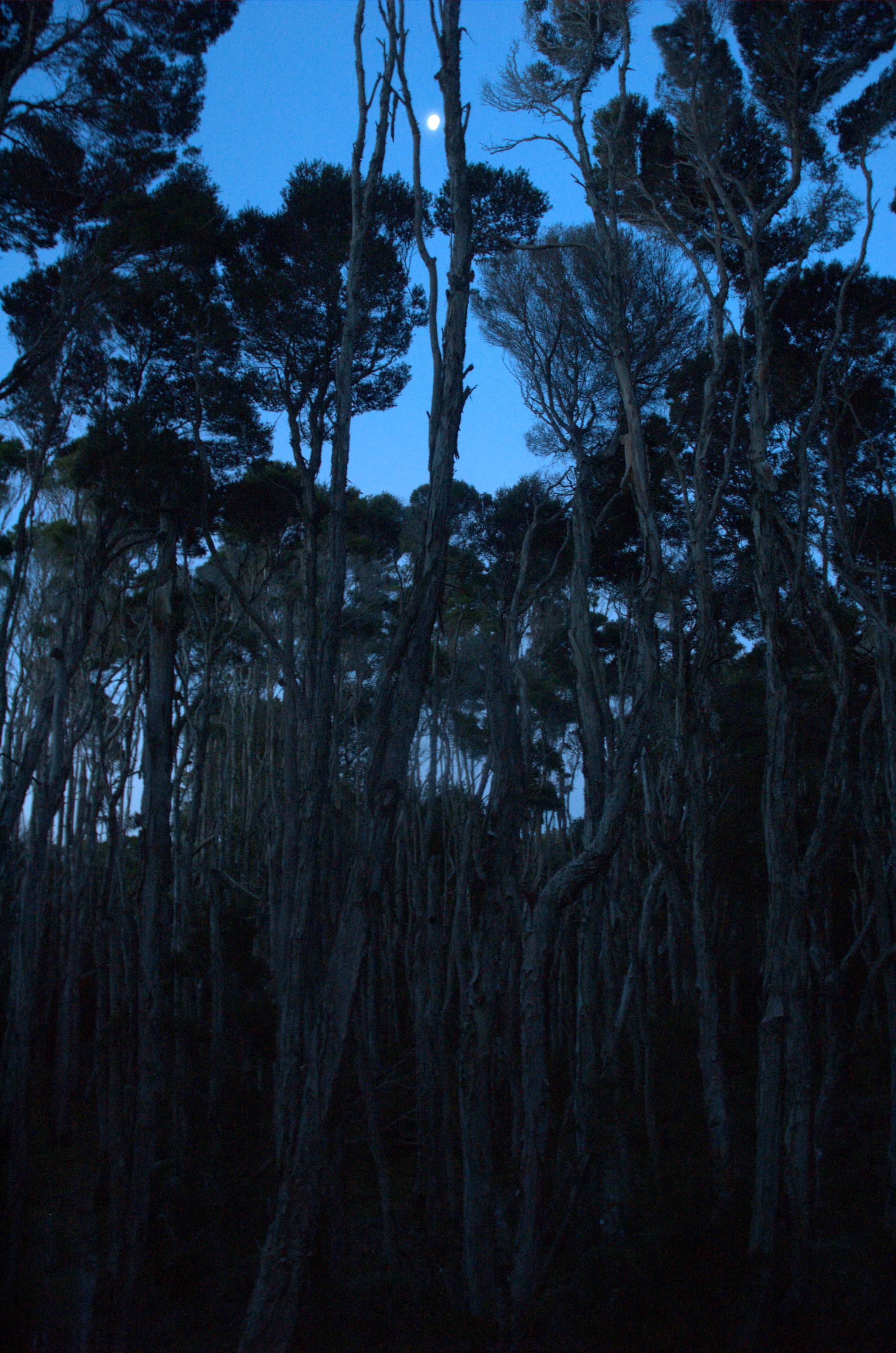 Melaleuca trees in moonlight